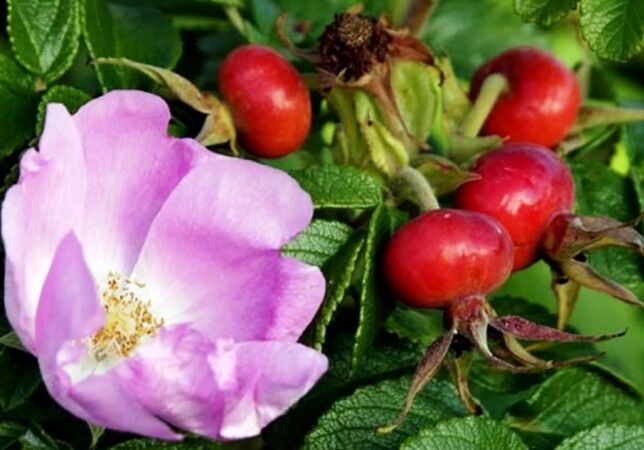 Hanche rose